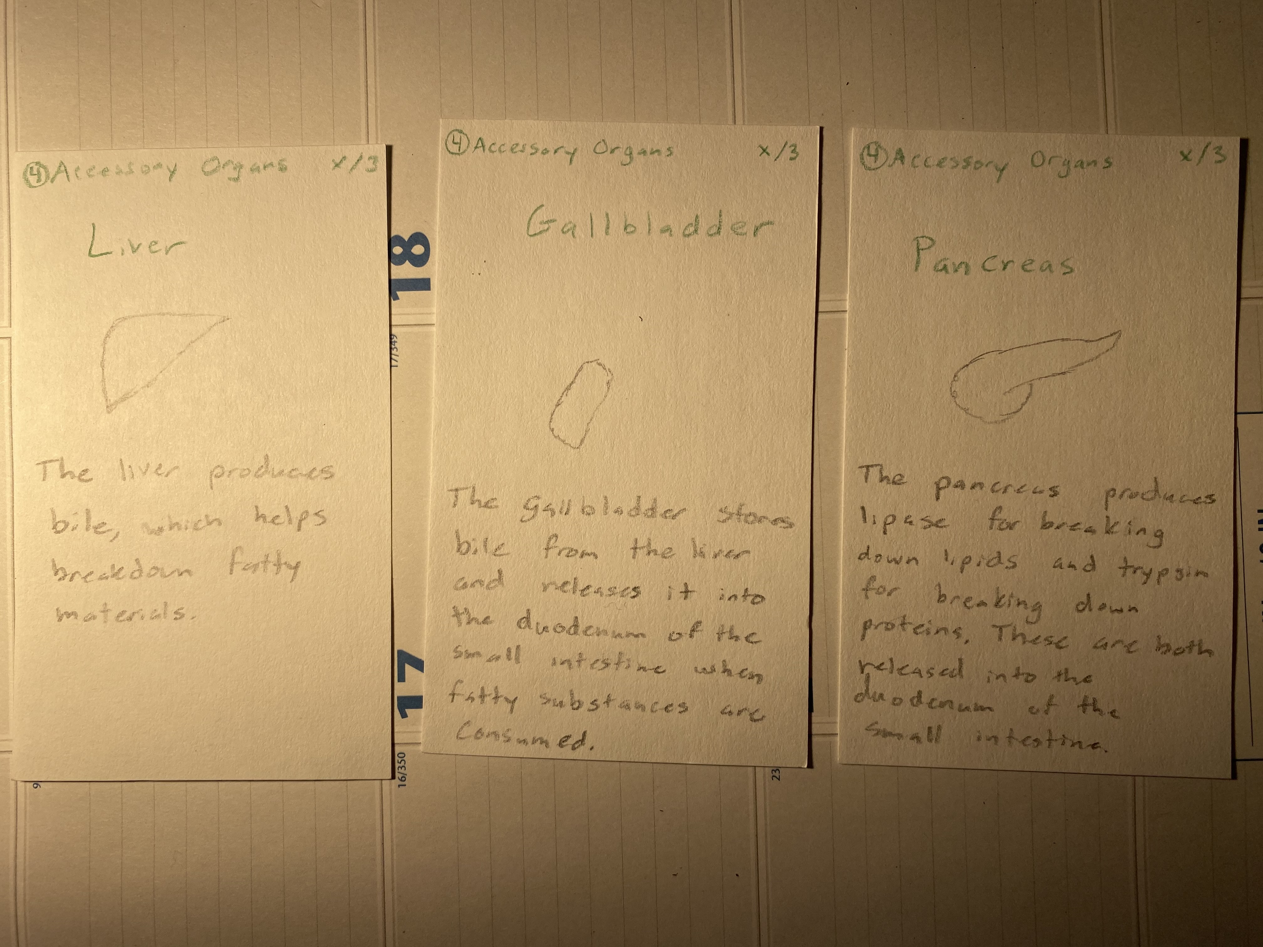 Digestion Game Accessory Organ Cards