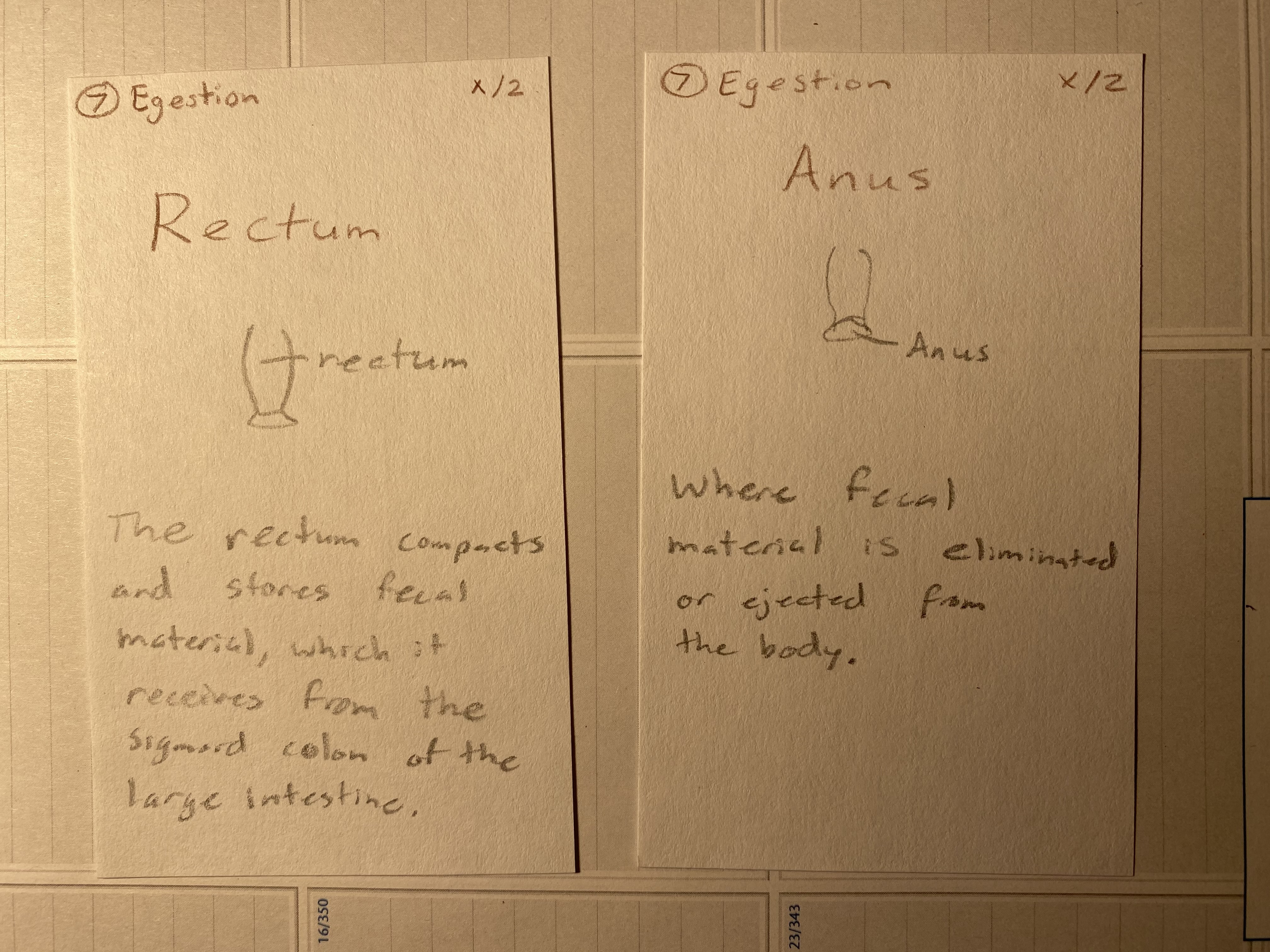 Digestion Game Egestion Cards