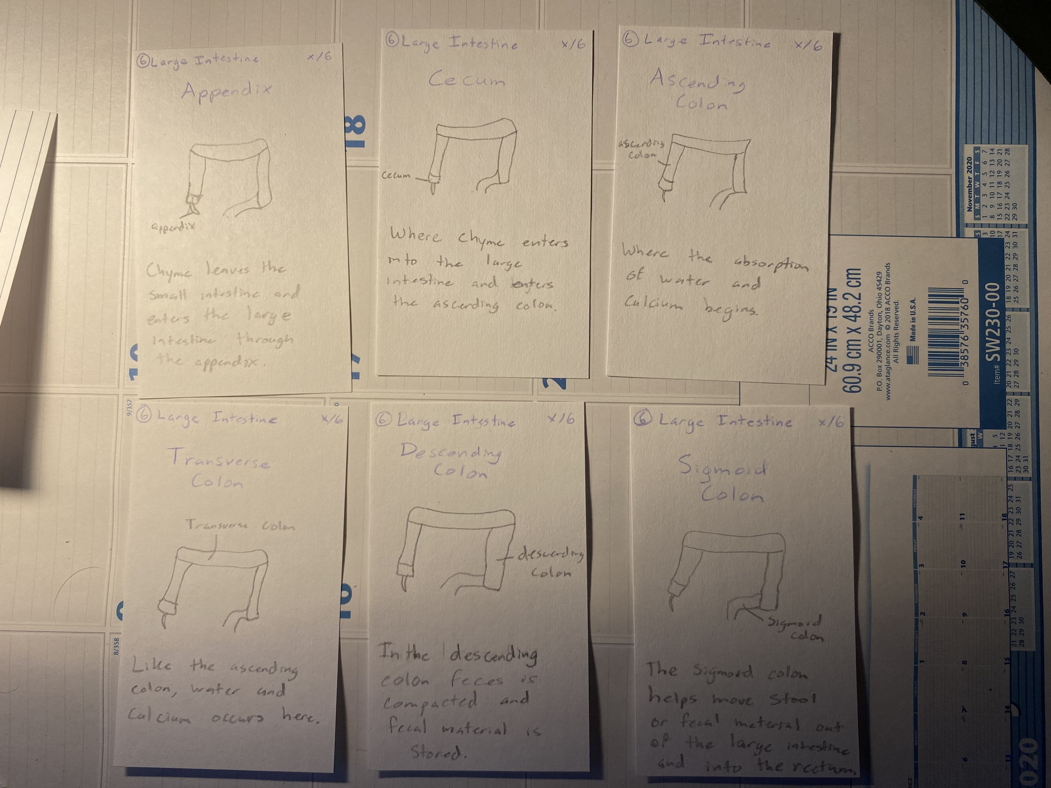 Digestion Game Large Intestine Cards