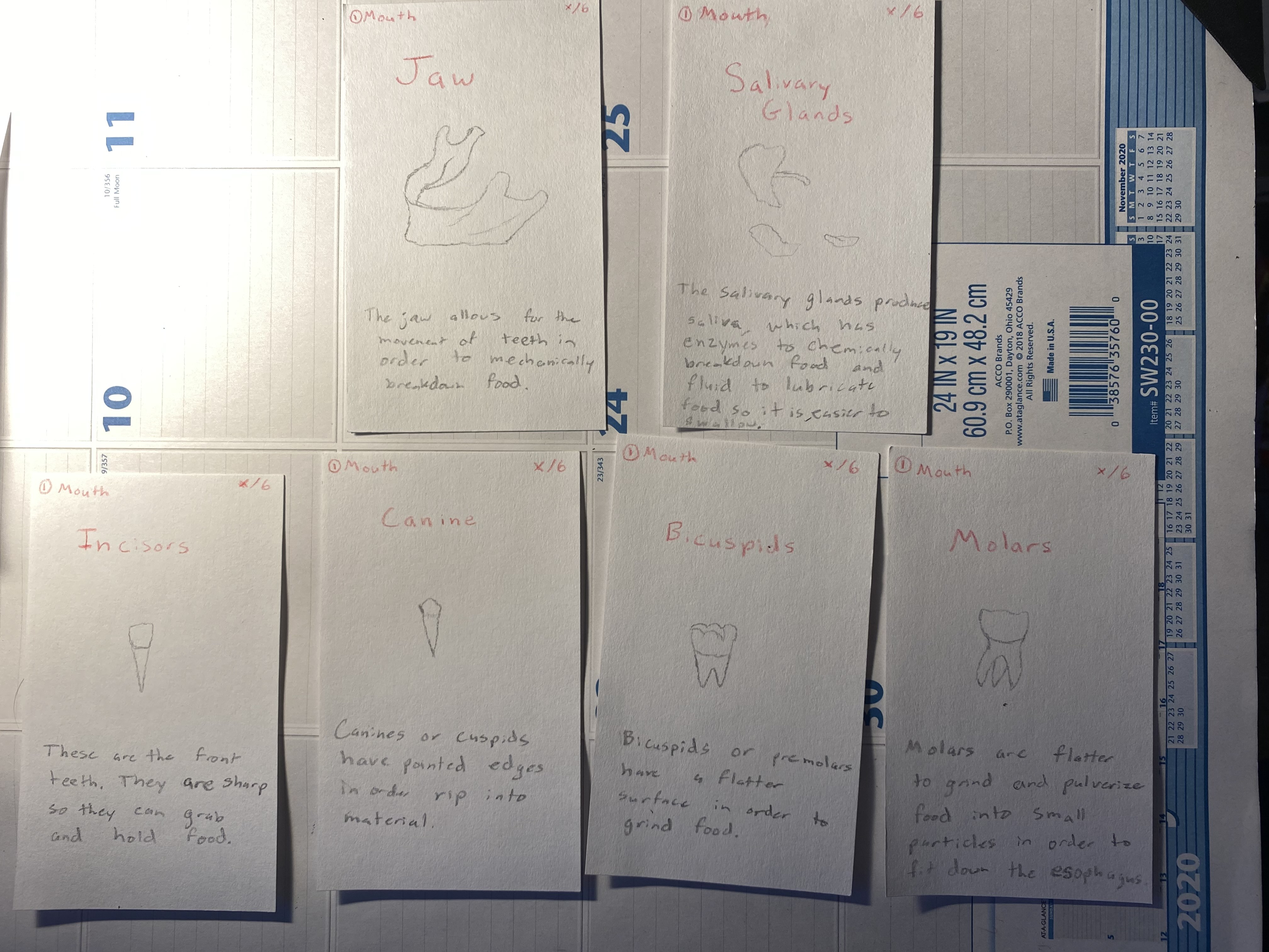 Digestion Game Mouth Cards