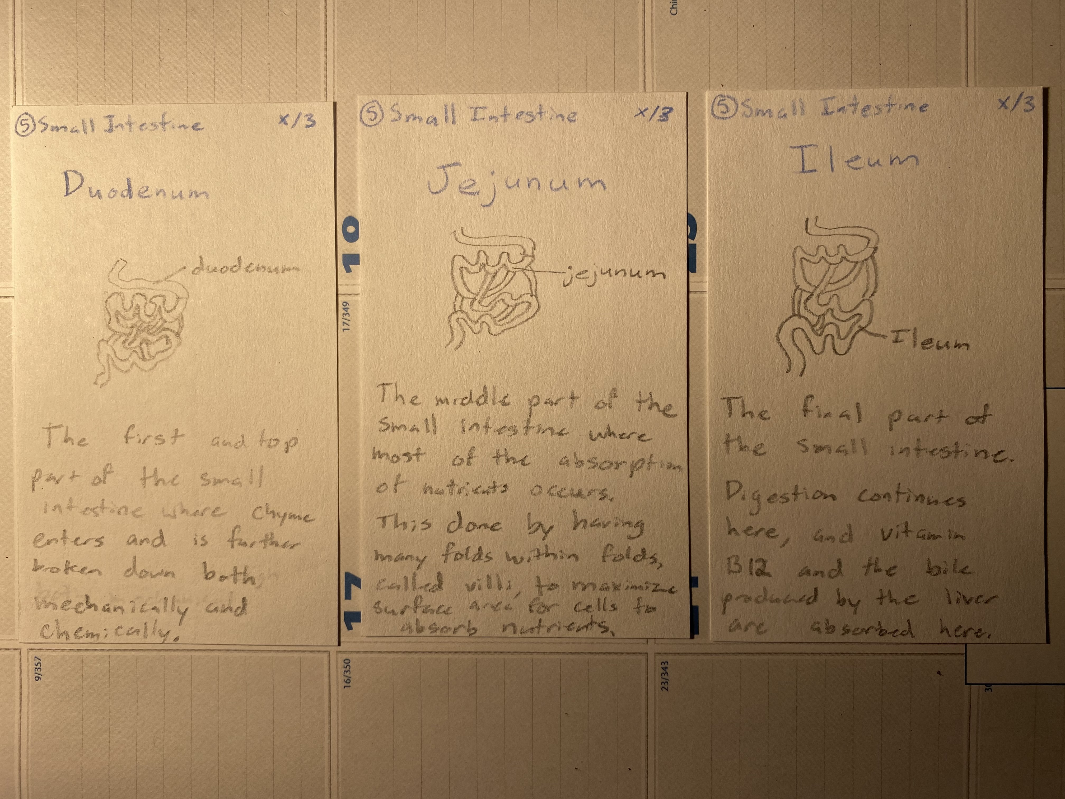Digestion Game Small Intestine Cards