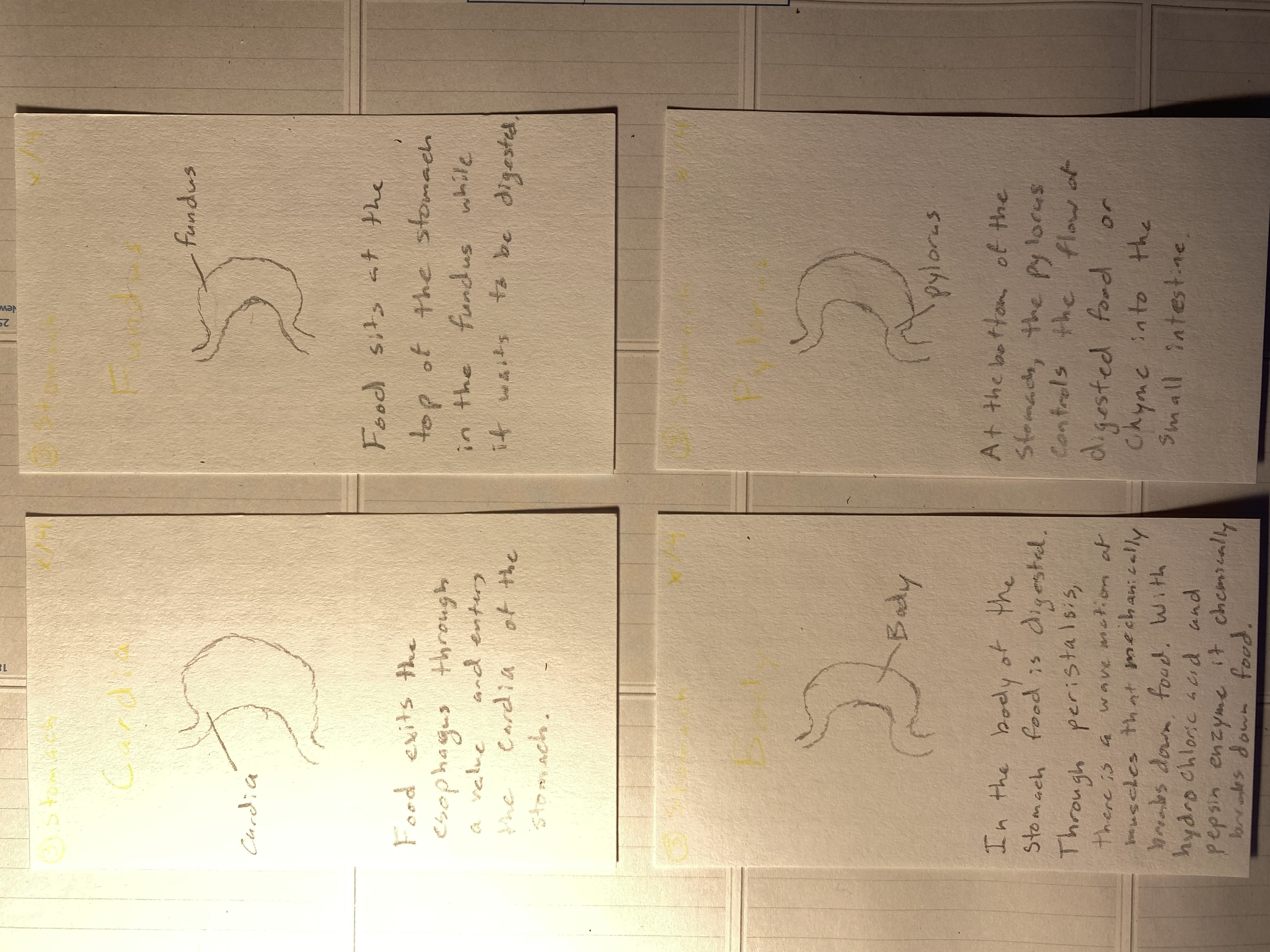 Digestion Game Stomach Cards