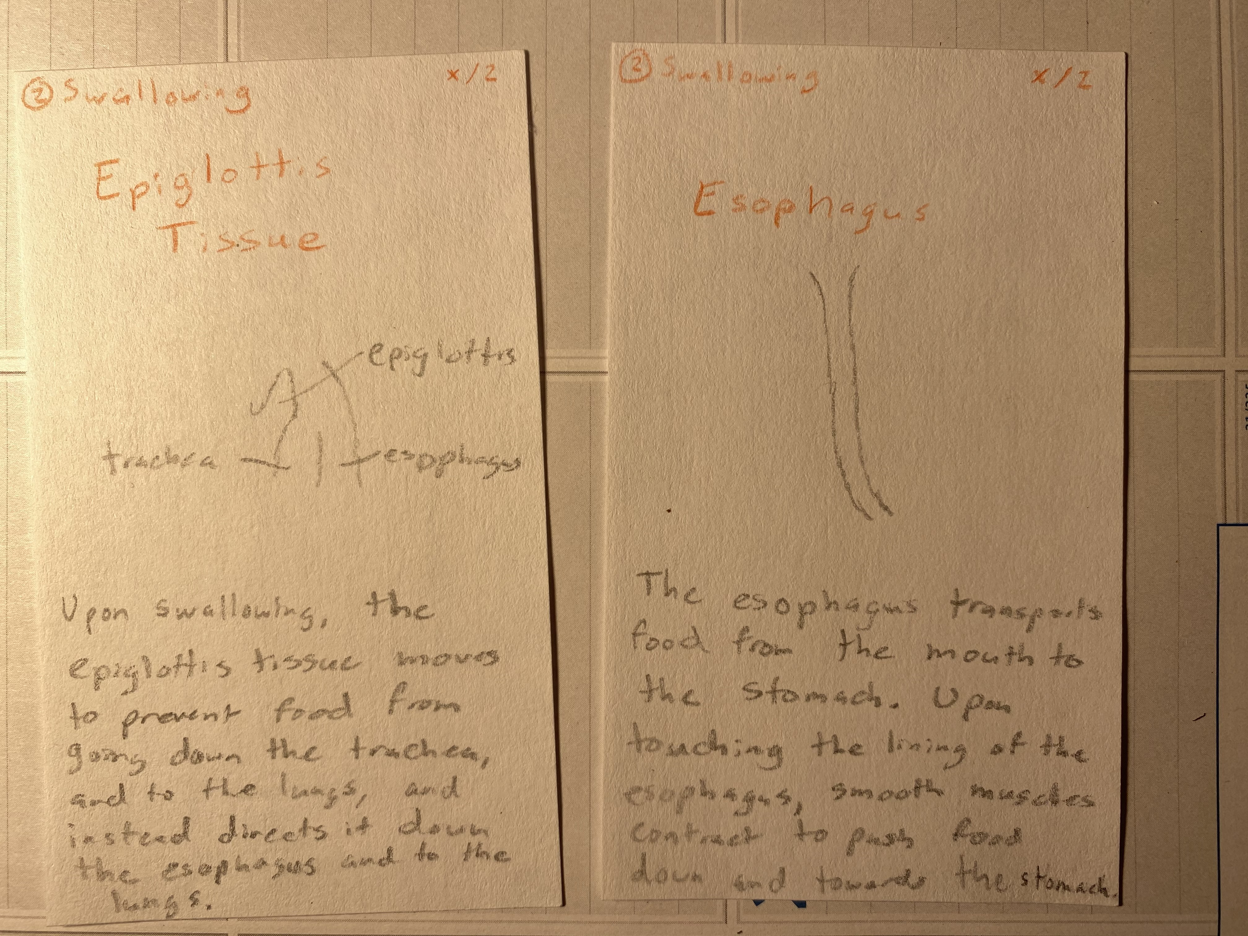 Digestion Game Swallowing Cards