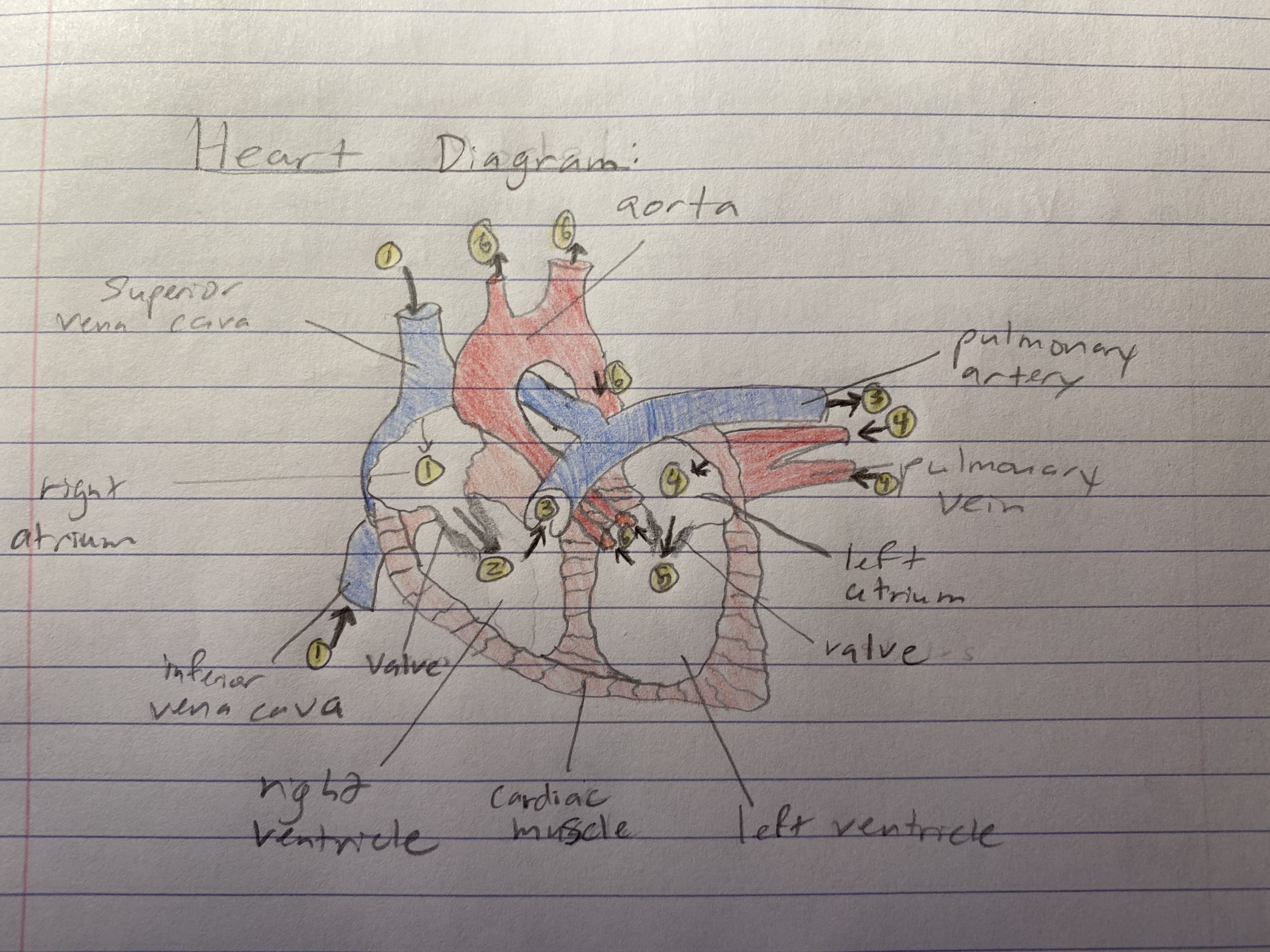 Model of the heart